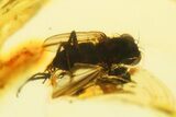 Polished Colombian Copal ( g) - Large Iridescent Fly! #281382-1